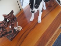 Orijinal ırk chihuahua