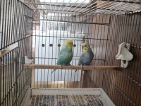 Rainbow ve şov muhabbet kuşlar