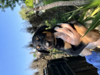 Harika Anatomi Doberman Yavrular