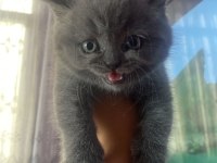 British shorthair