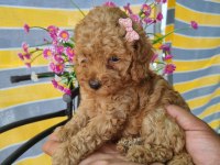 Mini Patişler Toy Poodle