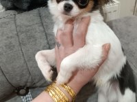 Erkek yavru chihuahua
