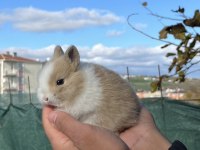 MÜKEMMEL KALİTE CÜCE TAVŞAN