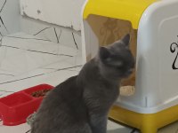 Acil sahiplendirilecek 10 aylık british shorthair