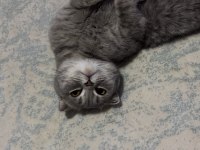 Ücretsiz sahiplendirme scottish fold kedisi