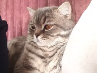 British Shorthair Kedisi