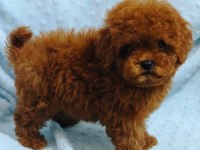 Daha Güzel Poodle Varsa Karşımıza Çıksın
