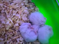 Yavru Hamsterlar