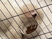 Safkan Pomeranian 22 Ocak Doğumlu Çipli Aşıları Tam