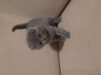 Scottish fold dişi kedimiz