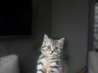 British Shorthair Sılver Yavrularım