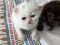 Ücretsiz sahiplendirme kedimiz