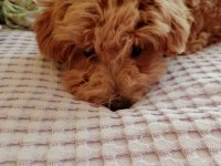 Kıvır kıvır toy poodle uygun