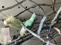 7 adet yavru sevda papağanı