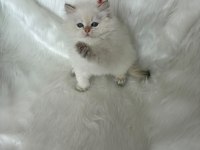 ŞAMPİYON KAN HATTINDAN BRITISH LONGHAIR BY1133 KEDİMİZ