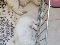 0 numara maltese terrier bebekler