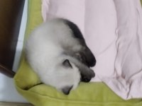 Scottish fold kedimiz duman yeni sahiplerini arıyor