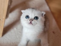 Muhteşem scottish fold yavrular