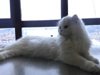 British Longhair güzeller güzeli kızımız