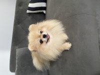 Teddy Bear Yurtdışı Girişli Pomeranian