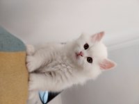 Pamuk Gibi British Longhair