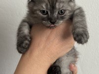 Yavru Scottish Fold Kedimiz Acil