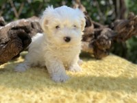 Kar Beyaz Harika Güzellikte Maltese Terrier Yavrular