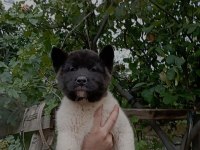 Amerikan Akita Erkek Yavru
