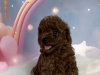 RED BROWN TOY POODLE YAVRULAR