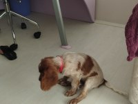 3 aylık cocker