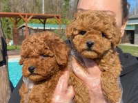 Red Brown Toy Poodle Yavruları İstanbul