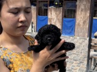 Siyah toypoodle zeytin gözlü şirin yavrular 