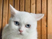 Anne altından safkan sağlıklı british shorthair