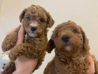 A KALİTE POODLE YAVRULAR