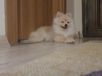 5 Aylik Secereli Egitimli Pomeranian Boo