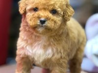 Maltipoo Dişi Erkek