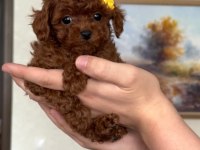 Kuyruksuz Kore Poodle Red brown bebekler