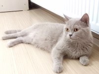 4 Yaşında British Shorthair Dişi Kısır Kediler