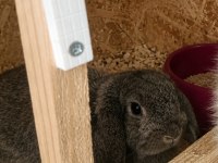 Aguti Mini Lop Erkek Tavşan