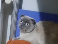 KEDİMİZ DUMAN YENİ SAHİBİNİ BEKLİYOR