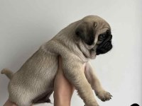 Gül kuyruk Hamburger surat Pug Mops