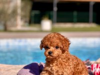 POODLE ÇİFLİĞİNDEN HARİKA BEBEKLER