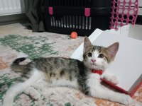 Minik kedimiz yuvasını arıyor
