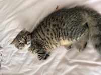 Minik scottish fold kardeşler