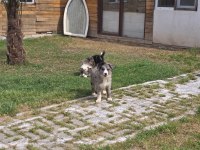 Çiftliğimizden Safkan Border Collie Yavrular