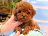 En Özel Ve Güzel Toy Poodle Bebeklerim