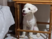 Maltipoo 9 aylık