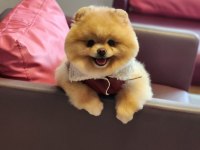 Efsane yetişkin erkek 16 aylık pomeranian