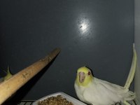 Çift damızlık sultan papağanı