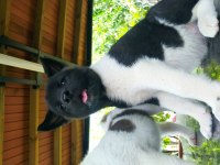 Dev Amerikan Akita